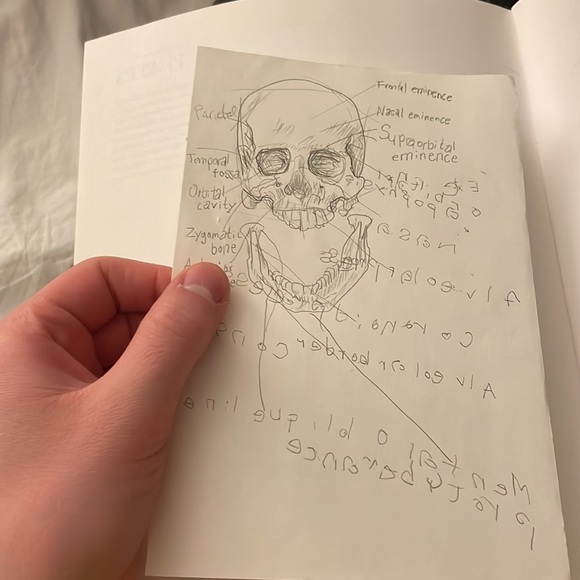 Skull Study - Picture 2 of 2